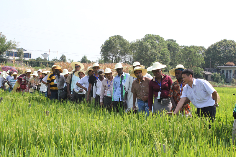 2013年8月商务部培训项目隆平国际水稻培训班学员来我院学习.jpg